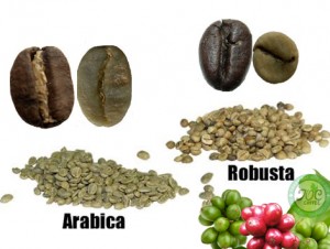 arabica-robusta