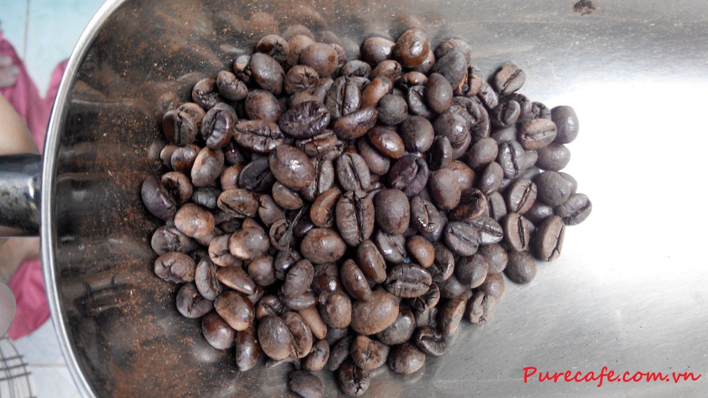 Robusta 18