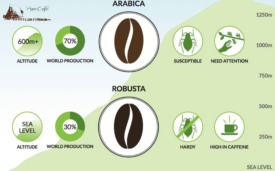 Đặc tính của cà phê Robusta và cà phê Arabica
